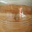 画像6: ヴィンテージ　ガラス製　コーヒーポット　【クラブグラス】